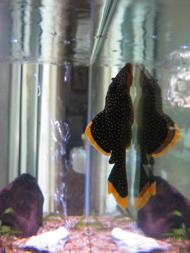 freshwater fish - baryancistrus sp. - gold nugget pleco (l-18) stocking in 38 gallons tank - Golden Nugget Pleco
My 38 Gallon Aquarium, 3 Discus, 6 Tiger Barbs, 3 Chinese Algae Eaters, one Gold Nugget Pleco, and a Gold Chinese Algae Eater. I'm using a Marineland C-Series Multi Stage Canister Filter C-220, the best fiter out there. I personaly think this filter is better then the Eheim, because it allows no bypass, it forces the water through the filter media trays and not around them, all the other canisters allow 40% to 60%.