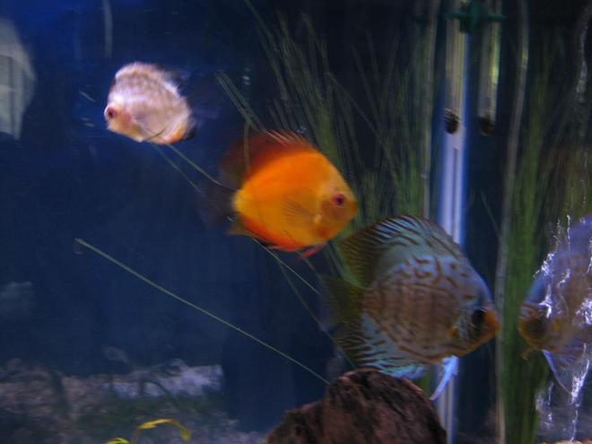 freshwater fish - symphysodon sp. - yellow marlboro discus stocking in 38 gallons tank - Discus
My 38 Gallon Aquarium, 3 Discus, 6 Tiger Barbs, 3 Chinese Algae Eaters, one Gold Nugget Pleco, and a Gold Chinese Algae Eater. I'm using a Marineland C-Series Multi Stage Canister Filter C-220, the best fiter out there. I personaly think this filter is better then the Eheim, because it allows no bypass, it forces the water through the filter media trays and not around them, all the other canisters allow 40% to 60%.