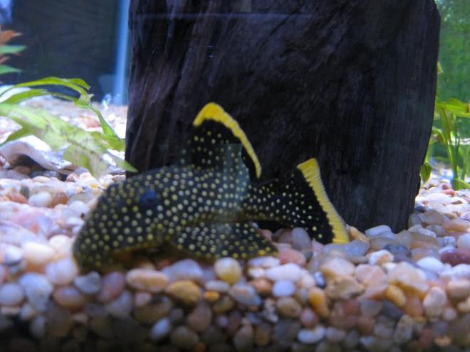 freshwater fish - baryancistrus sp. - gold nugget pleco (l-18) stocking in 38 gallons tank - Golden Nugget Pleco
My 38 Gallon Aquarium, 3 Discus, 6 Tiger Barbs, 3 Chinese Algae Eaters, one Gold Nugget Pleco, and a Gold Chinese Algae Eater. I'm using a Marineland C-Series Multi Stage Canister Filter C-220, the best fiter out there. I personaly think this filter is better then the Eheim, because it allows no bypass, it forces the water through the filter media trays and not around them, all the other canisters allow 40% to 60%.