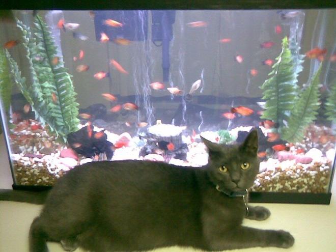 125 gallons freshwater fish tank (mostly fish and non-living decorations) - 30 Gallon tank that is snail-free now except for one mystery snail with 6 guppies, 12 mollies, and too many to count platies along with their over-seer Fozzie Bear who is guarding his tank.