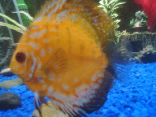 freshwater fish - symphysodon spp. - pigeon blood discus stocking in 75 gallons tank - Nice discus