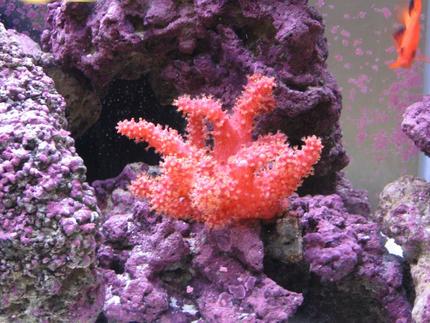 corals inverts - nephthyigorgia sp. - chili cactus coral stocking in 125 gallons tank - Chili Coral