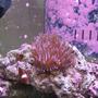 corals inverts - entacmaea quadricolor - rose anemone stocking in 125 gallons tank - Bubble Tip and Maroon Clown