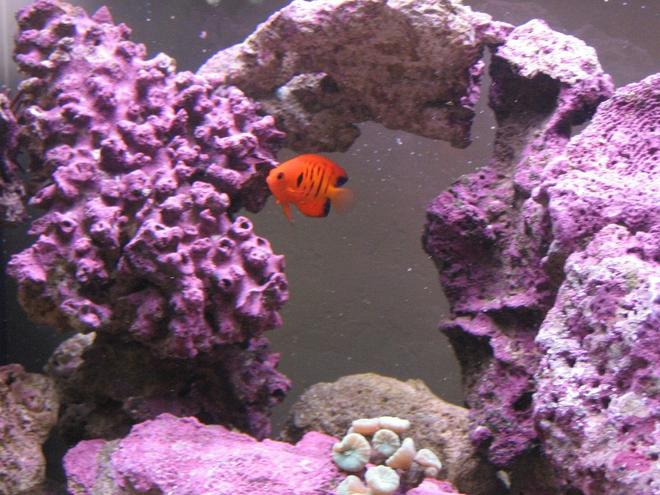 saltwater fish - centropyge loriculus - flame angelfish stocking in 125 gallons tank - Flame Angel