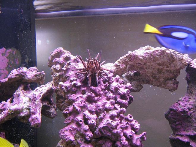 corals inverts - eucidaris tribuloides - pencil urchin stocking in 125 gallons tank - Pencil Urchin