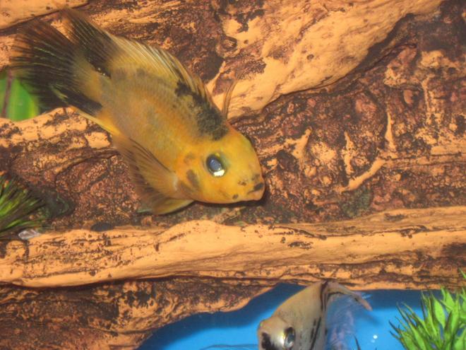 freshwater fish - heros severus x amphilophus citrinellum - blood parrot stocking in 55 gallons tank - my wife's juvenile blood parrot