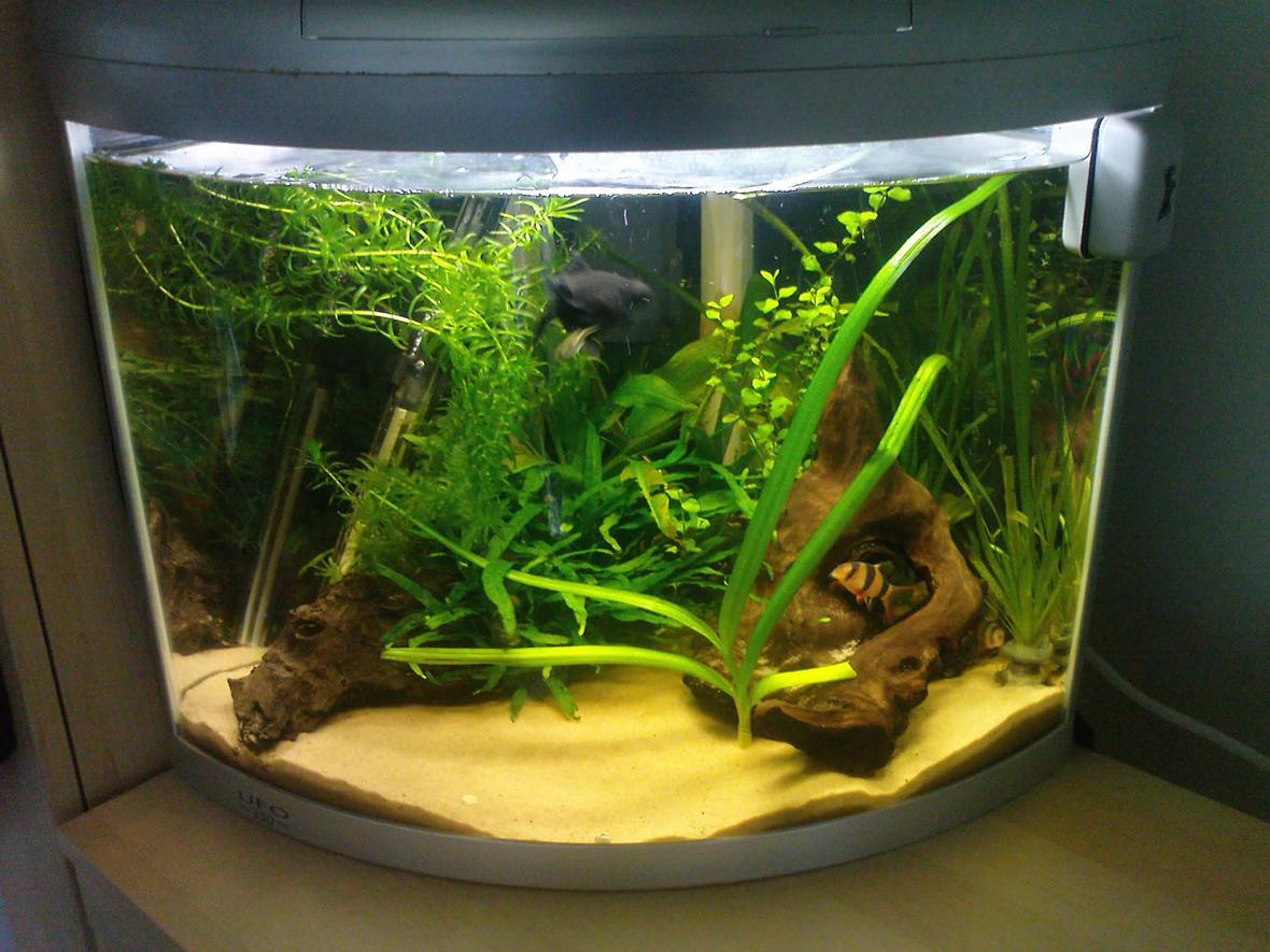 8 gallons planted tank (mostly live plants and fish) - .