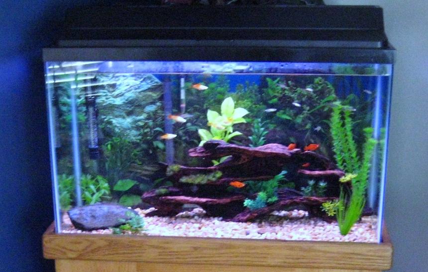 Rated #2766: 29 Gallons Freshwater Fish Tank - My 29 gallon tank. Contains: 3 platies, 4 zebra danios, 2 lemon tetras.