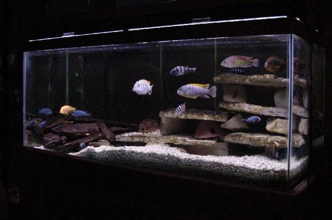 75 gallons freshwater fish tank (mostly fish and non-living decorations) - One of my mixed tanks with frontosa blue zebras and 1 albino head