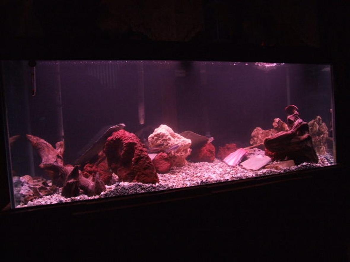 75 gallons freshwater fish tank (mostly fish and non-living decorations) - 75 gallon tank 80 lbs of crushed coral 50 lbs of random rock 8 african ciclids fluval 405 filter 300 watt heater and about 12 hours of light
