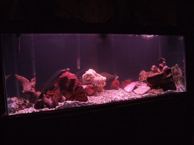 75 gallons freshwater fish tank (mostly fish and non-living decorations) - 75 gallon tank 80 lbs of crushed coral 50 lbs of random rock 8 african ciclids fluval 405 filter 300 watt heater and about 12 hours  of light