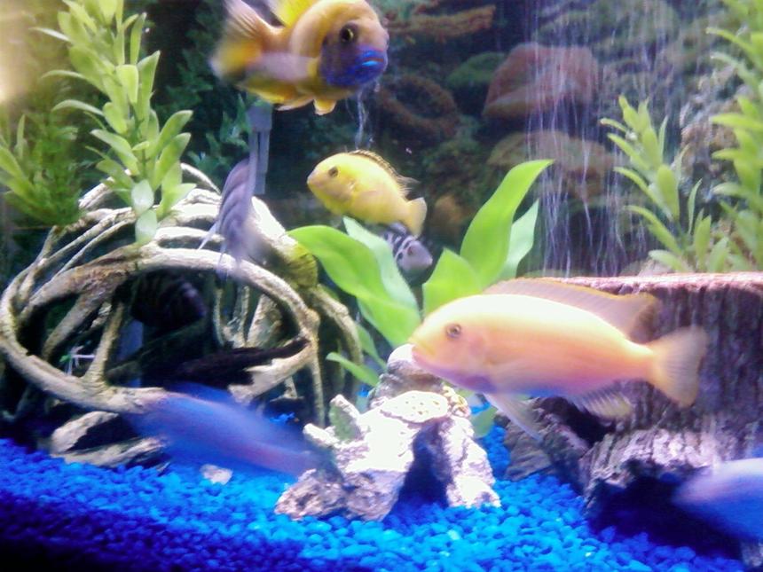 Rated #1879: Freshwater Fish - Labidochromis Caeruleus - Electric Yellow Cichlid Stocking In 29 Gallons Tank - Red Zebra, Electric yellow, Peacock, These are the big boys of the tank,