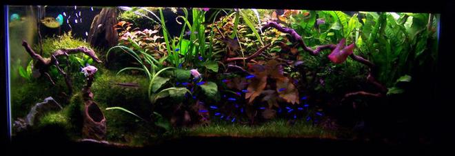 50 gallons planted tank (mostly live plants and fish) - Many changes along the way, have taken the riccia out etc.