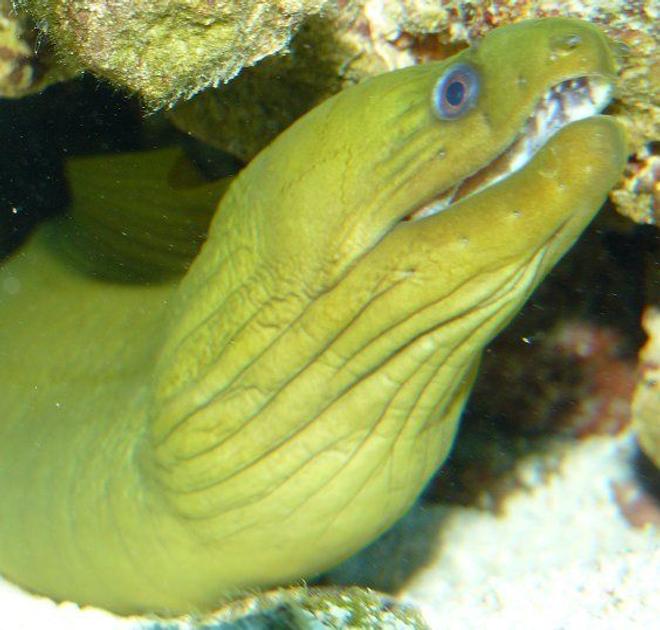 saltwater fish - gymnothorax funebris - green eel stocking in 110 gallons tank - green moray