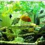 fish tank picture - Cichlid Aquarium