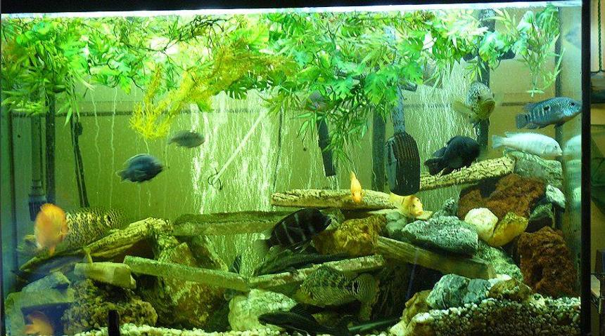 Rated #1727: 110 Gallons Freshwater Fish Tank - Cichlid Tank 2