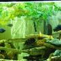 110 gallons freshwater fish tank (mostly fish and non-living decorations) - Cichlid Tank 2