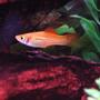freshwater fish - xiphophorus helleri - marigold mickey mouse swordtail stocking in 29 gallons tank - One of my Female Swordtails swimming through some driftwood.