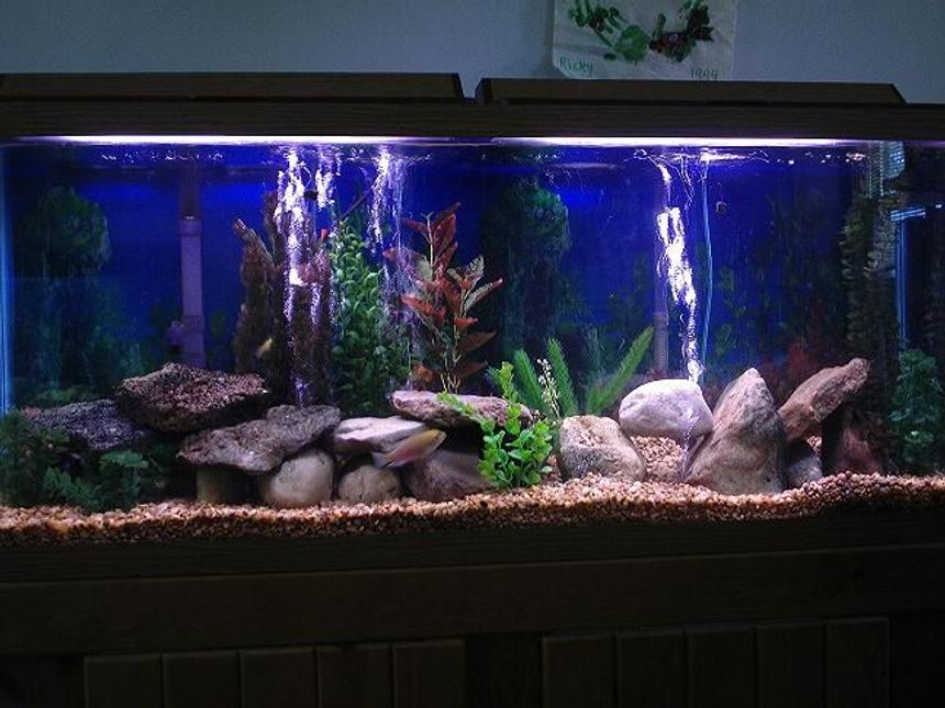 Rated #1095: 55 Gallons Freshwater Fish Tank - rearranged and updated