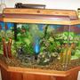 fish tank picture - another pic