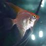 freshwater fish - pterophyllum sp. - gold veil angel stocking in 55 gallons tank - Angelfish