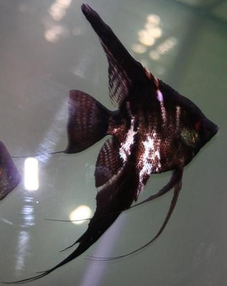 freshwater fish - pterophyllum scalare - half black angelfish stocking in 55 gallons tank - Angelfish