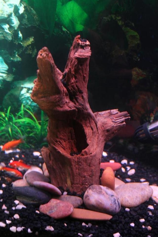 freshwater fish - xiphophorus helleri - red wag swordtail stocking in 55 gallons tank - Part of my 55