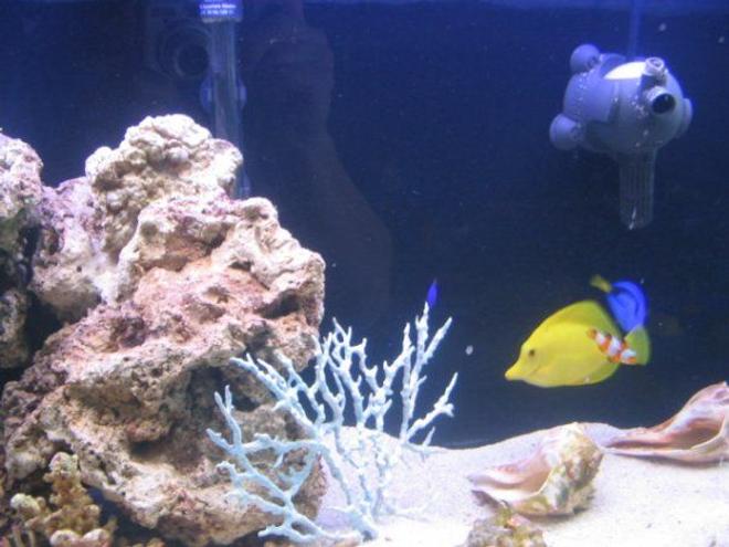 saltwater fish - zebrasoma flavescens - yellow tang - hawaii stocking in 100 gallons tank - blue tang, yellow tang and percula clown!!