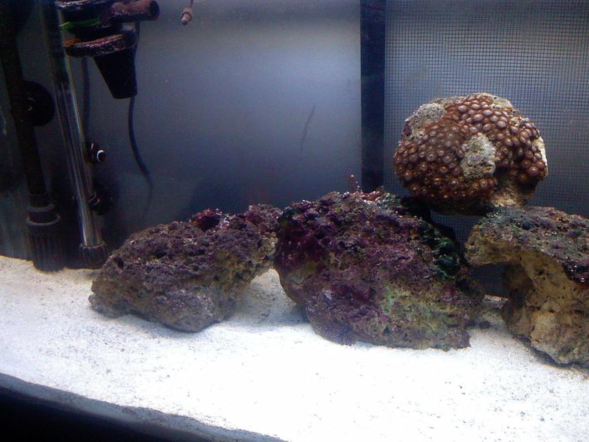 Rated #235: 30 Gallons Reef Tank - another shot of the tank