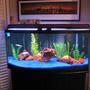 72 gallons freshwater fish tank (mostly fish and non-living decorations) - 72 gallon Curved front,Tank is gracing the Chicago sky-line.