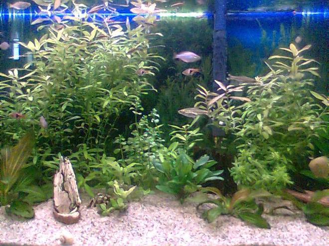 66 gallons freshwater fish tank (mostly fish and non-living decorations) - a closer look