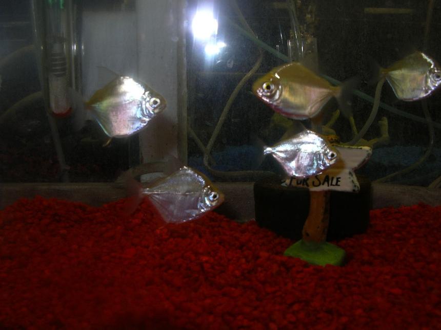 Rated #4109: 75 Gallons Freshwater Fish Tank - some tanks i have silver $