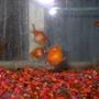 75 gallons freshwater fish tank (mostly fish and non-living decorations) - pearl scale gold fish