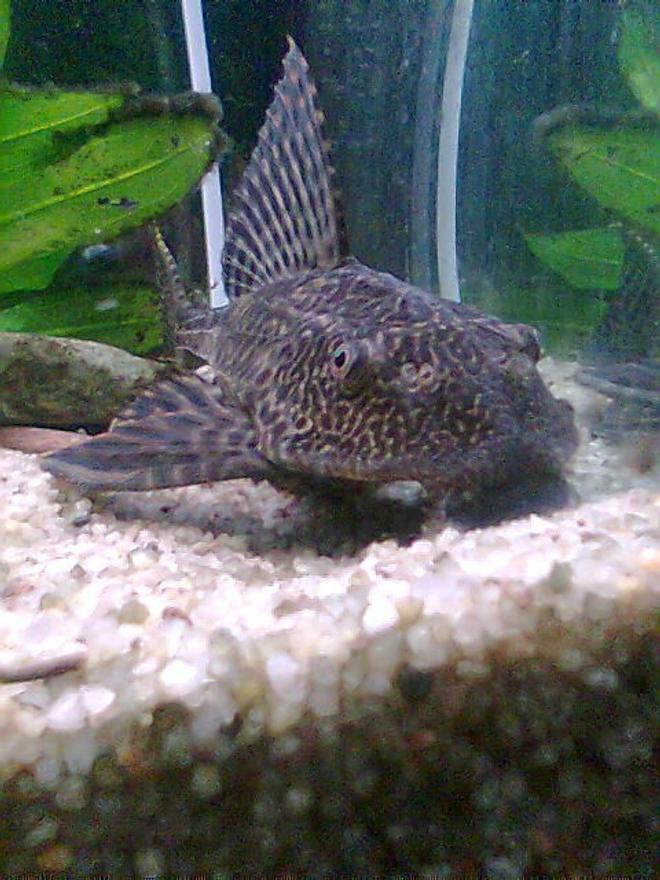 freshwater fish - glyptoperichthys gibbiceps - sailfin pleco (l-83) stocking in 66 gallons tank - my buddy