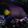 saltwater fish - holacanthus ciliaris - queen angelfish stocking in 55 gallons tank - Queen angel in front of tank.
