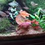 85 gallons freshwater fish tank (mostly fish and non-living decorations) - my red plants