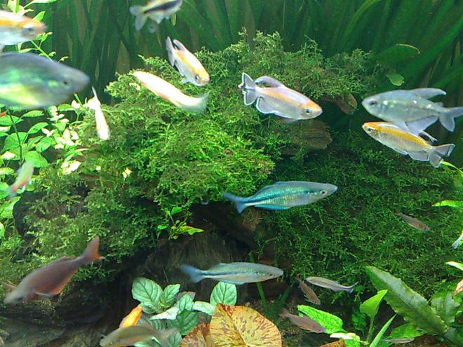 freshwater fish - phenacogrammus interruptus - congo tetra stocking in 85 gallons tank - my congo fish & blue & red rainbow fish