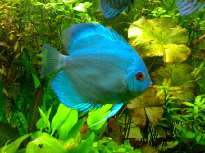 freshwater fish - symphysodon sp. - neon blue discus stocking in 85 gallons tank - my blue discus