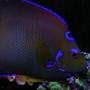 saltwater fish - holacanthus ciliaris - queen angelfish stocking in 55 gallons tank - same fish.