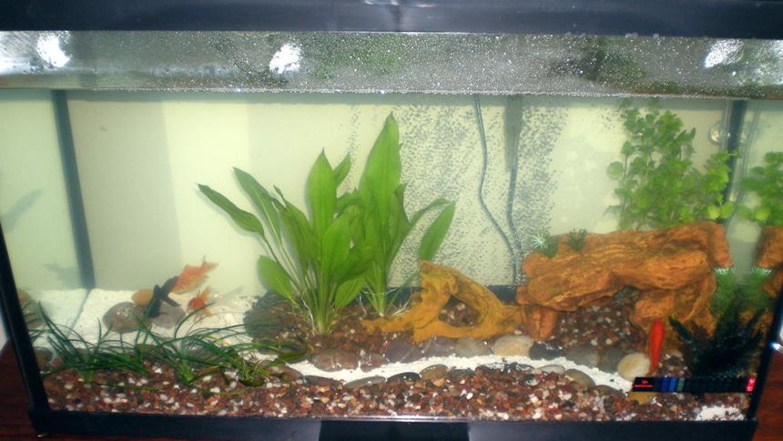 Rated #4154: 30 Gallons Freshwater Fish Tank - Goldfish Tank