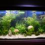 fish tank picture - new pics of the 66