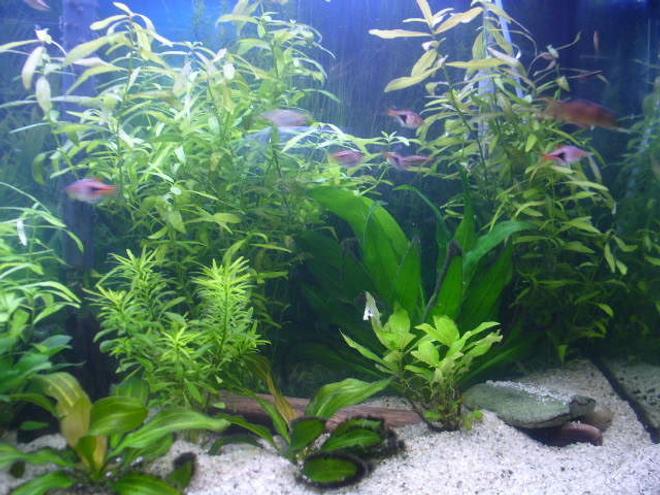66 gallons planted tank (mostly live plants and fish) - some plants