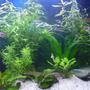 66 gallons planted tank (mostly live plants and fish) - some plants