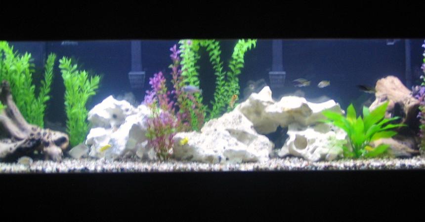 Rated #1218: 125 Gallons Freshwater Fish Tank - 125 gal mixed african cichlid tank