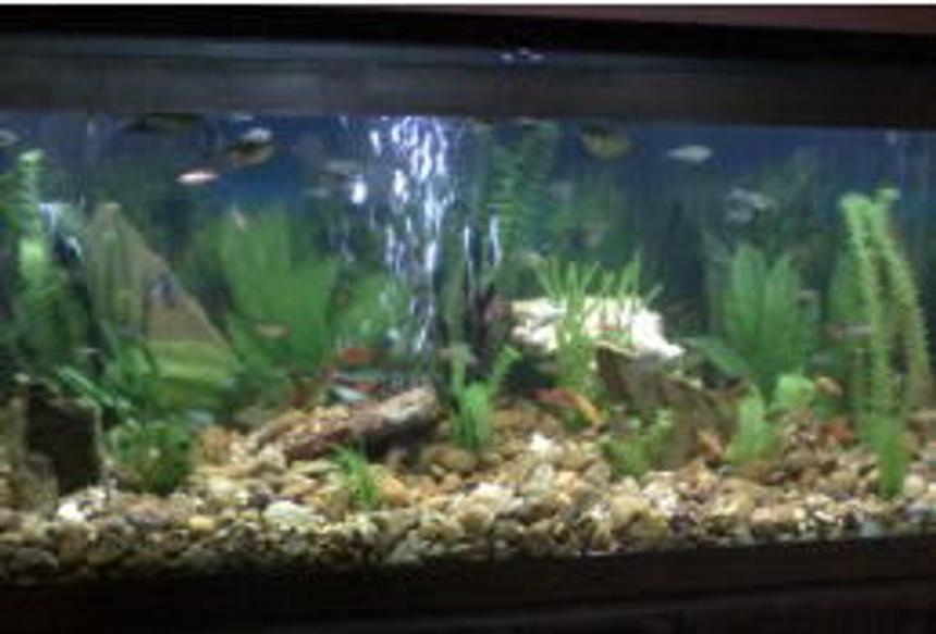 Rated #3102: 75 Gallons Freshwater Fish Tank - Natural river bed scape with approximately 81 fish
