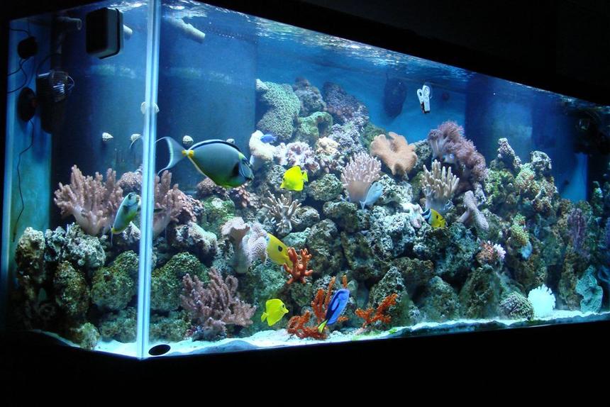 Rated #25: 150 Gallons Reef Tank - 150 Gallon Reef Tank