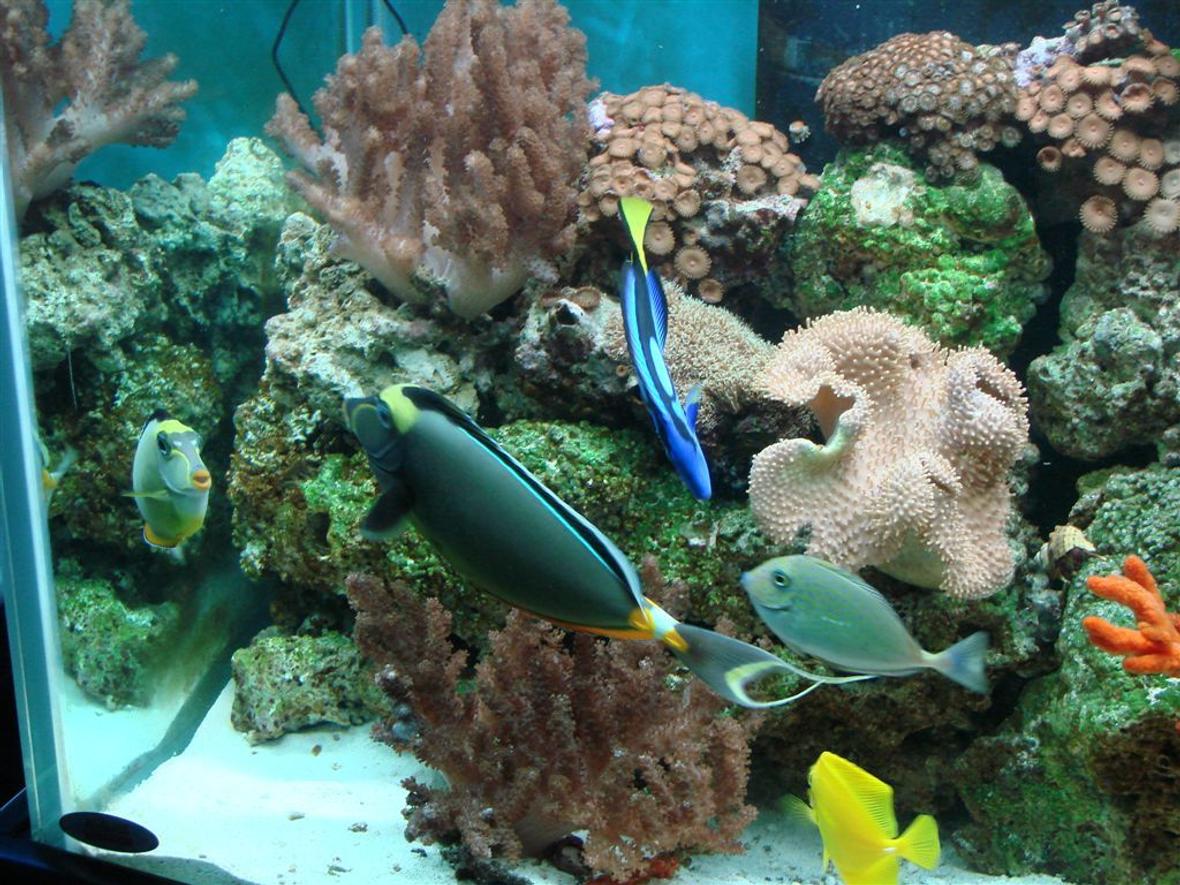 150 gallons saltwater fish tank (mostly fish, little/no live coral) - Just Hanging out in the Corner