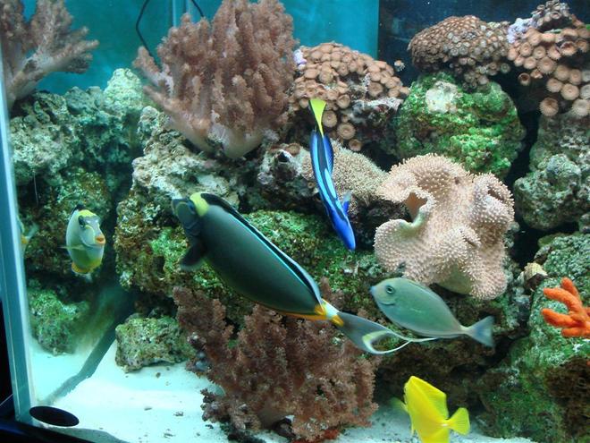 150 gallons saltwater fish tank (mostly fish, little/no live coral) - Just Hanging out in the Corner