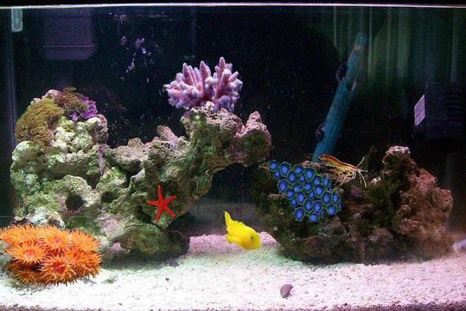 corals inverts - tubastrea faulkneri - orange sun coral stocking in 20 gallons tank - This is kind of what I want my tank to end up looking like