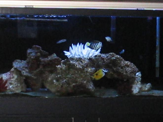 55 gallons saltwater fish tank (mostly fish, little/no live coral) - My 55